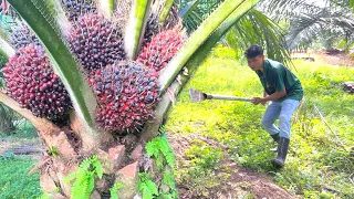 Inilah Yang Terjadi Ketika Kelapa Sawit Dipupuk 4 Kilo Sepohon