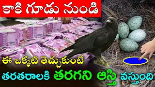కాకి గూడు నుండి ఈ ఒక్కటి తెచ్చుకుంటే తరతరాలకి తరగని ఆస్తి వస్తుంది#telugunewchannelvideos