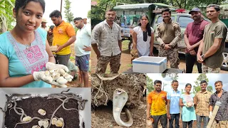 नागाच्या 14 अंड्यातून 14 पिल्लांना जन्म देण्यात वनविभाग यशस्वी😍 अंड्यांसाठी नाग आला अंगावर धाऊन🙆🏻‍♀️