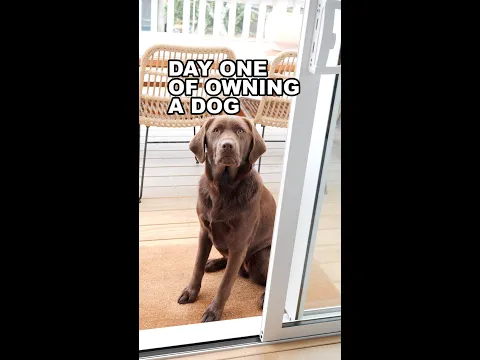 Day one of owning a dog… #shorts howtodog