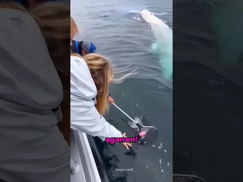 Se le Cayó el Zapato al Agua de los Tiburones… y lo Rescató una Ballena Beluga 😄