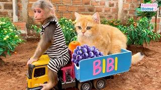 Smart BiBi harvests fruits to make fruit yogurt for Ody