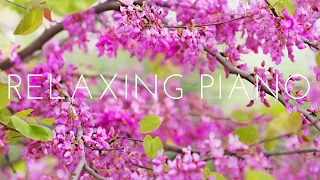 Relaxing Piano Music 🍀 Study Piano Music 🍀 Sleep Music 🍀 Music For Studying
