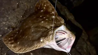 予想外の巨大魚が釣れた