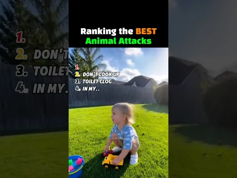 Ranking the Best Animal Attacks #animalmoments #animalattack #animals #amazinganimals