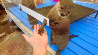 CUTEST OTTER CAFE in Harajuku, Tokyo | HARRY Harajuku Terrace Vlog