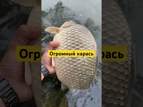 🤯Карась монстр #карась #трофейныйкарась #рыбалка #рыба #фидер #карасьнафидер