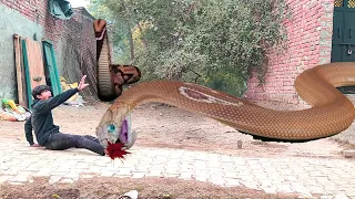 Anaconda Snake in Real Life Video 2 2024 #anacondasnake