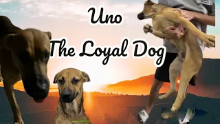 UNO￼ #loyaldogs #dogbestfriend #doglover