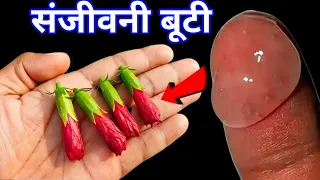 जहां मिले देखते ही तोड़ लेना यह फूल, मात्र 24 घंटे में बदल देगी आपकी दुनिया //