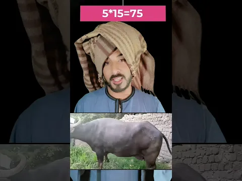 الفرق بين الجاموسه الباكستاني والبلدي خطير😱