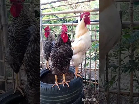 MIRÁ ÉSTOS 3 LINDOS GALLOS #gallo #feedshorts #gallos