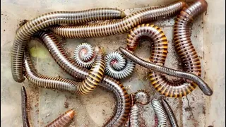 Incredible Giant Millipede Discovery in the Wild! Centipedes & Larvae Found | Episode 3
