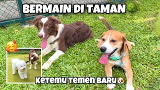RYUKI RAIDEN MAIN DI TAMAN & KETEMU TEMAN BARU‼️😍🐶