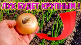 ЛУК БУДЕТ С КУЛАК И НЕ БУДЕТ ЖЕЛТЕТЬ Советы как вырастить лук зеленый и крупный Лук  #garden