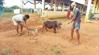 Shortest Mini Punganuru cow height below 10 inches which is amazingly short & cute || Punganur cows