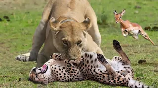 The Terrifying Power of Lions, Tigers and Leopards As They Hunt