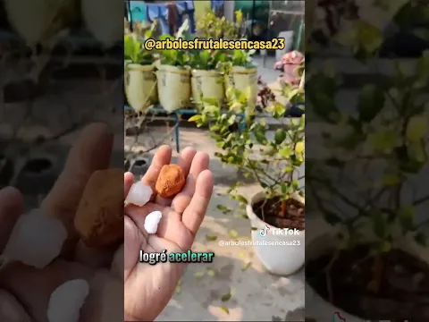 😱Después de Aplicar este Fertilizante las ramas se doblaban de tantos frutos🍋🍎