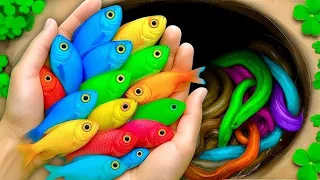 Catching Big Catfish, Goldfish, Koi, Guppies, Ping Pong Pearl Fish, Ranchu in a Vibrant Mini Lake