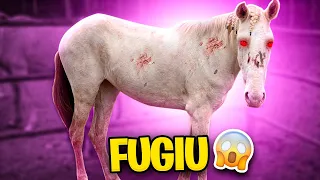 O Cavalo ZUMBI FUGIU