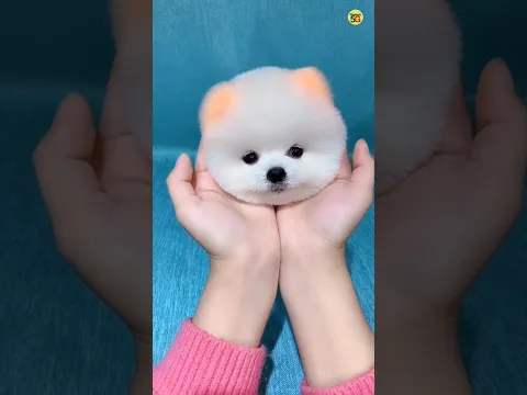 Teacup dog price in India | Pomeranian puppies price in hindi #shorts #viralshort #trending #youtube