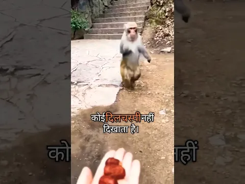 डिनर के लिए वायरल मंकी का डेली डैश #shorts