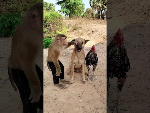 lovely Animals Are Famous, Best SokYaa Video #shorts