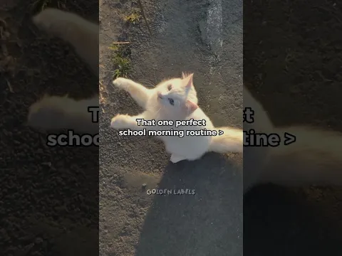 😺..  #trending #viral #glowup #relatble #memes #catvideos #funny #goldenlabels