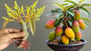 Grow Mango Tree From Cutting In Water /With Shocking Result