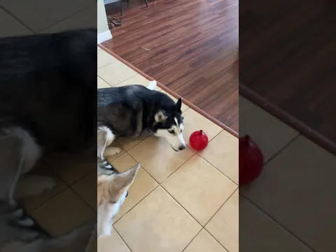 Water Ballon EXPLODES On HUSKY DOG'S FACE!!! (PART 3) #shorts