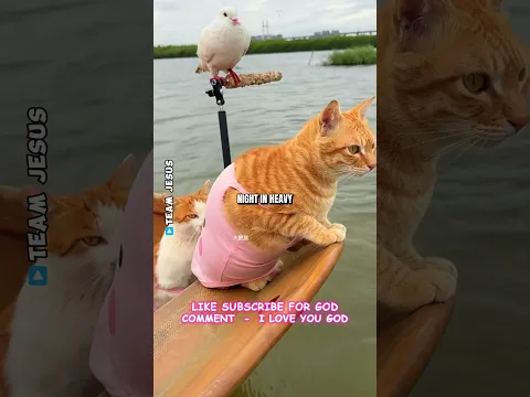 This Pigeon Finally Finds Love With A Cat