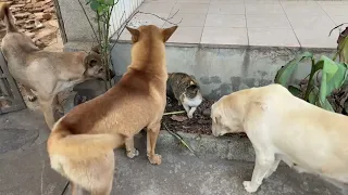 三只狗围观三花猫，大黄狗狂舔不停，三花猫的表情亮了！