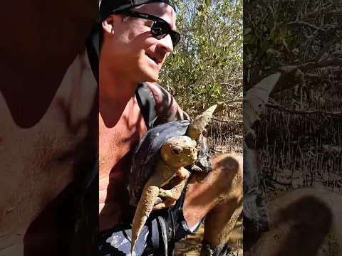 Sea Turtle Stuck On Remote Mud Flats..