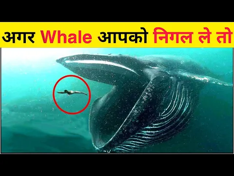 क्या होगा अगर whale आपको निगल जाए तो | what if you are swallowed by whale