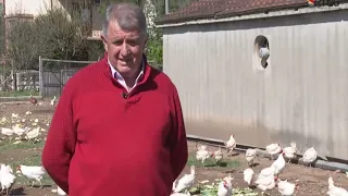FARMA VUJOVIC  1000 KOKOSAKA