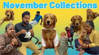 November Collection of PeaNut Golden Retriever!