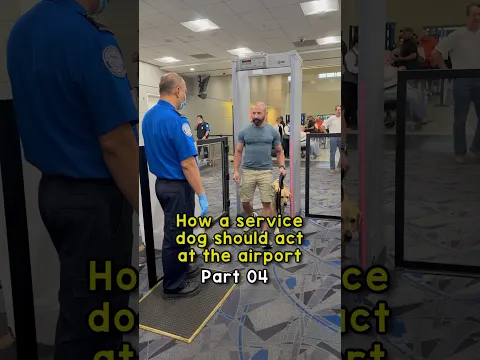How a service dog goes through airport security