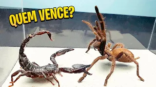 Esse asiático colocou escorpião com aranha para ver a reação