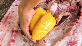 BIGGEST EGG FISH CUTTING VIDEOS || AMAZING SKILL FISH CUTTING