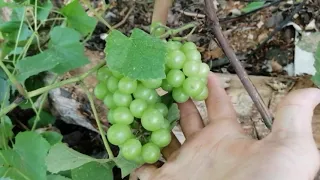 Cultivo de Uva para clima caliente