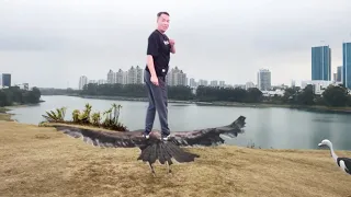 Special Effects Manned Flying Eagle! So Cool, Can You Do It?