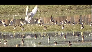 nature reserve محمية طبيعية