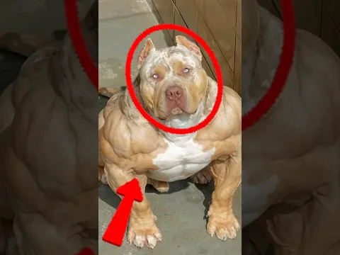 5 CÃES PARA HOMENS