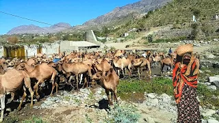 جمال ياليتني جمال - اغنية يمنية للمغترب -قووةة استمع