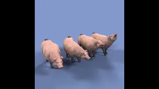 The No Oats Song