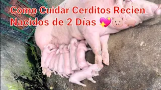 Las cerdas dan a luz consecutivamente. Cómo puedo criarlos.? Quedate & Mira YouTube | TitanBeastok