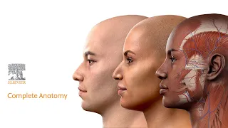 Introducing model customization: Complete Anatomy 2023