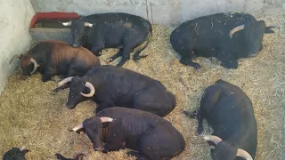 capea toros vacas bravos simancas