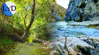 La Naturaleza: Día de Verano en el Rio 💦 Sonido Relajante del Agua y de los Pájaros Cantando 🐦