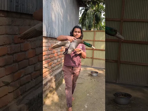 হাঁসের মাংস পোলাও#shorts